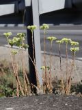 Sedum sediforme