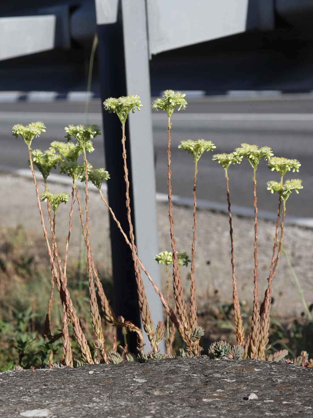 Image of Sedum sediforme specimen.