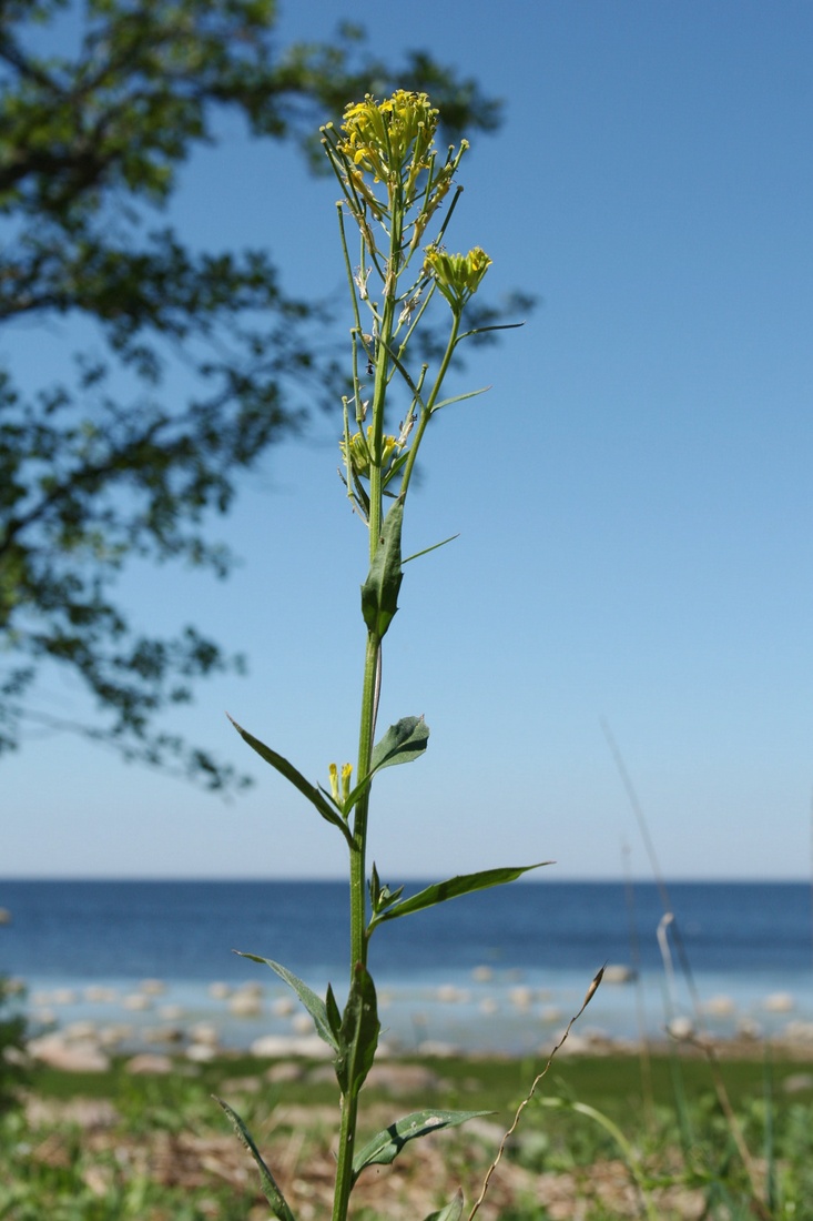 Image of Erysimum hieraciifolium specimen.