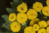 Tanacetum vulgare