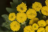 Tanacetum vulgare. Часть сложного соцветия. Крым, Бахчисарайский р-н, окр. с. Речное, пустырь (луг) между двумя садами. 24.06.2020.