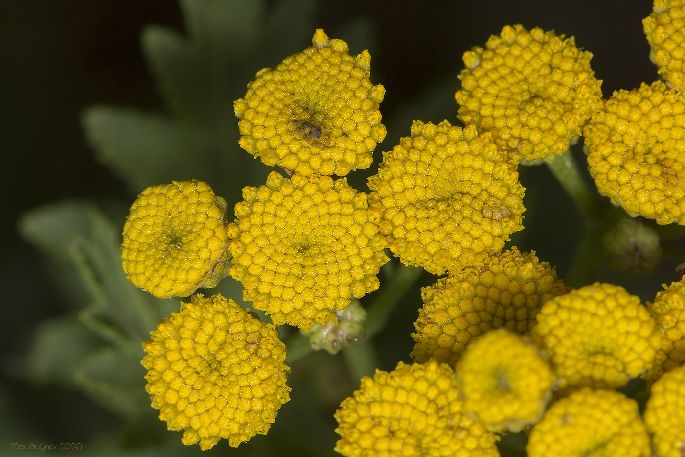 Image of Tanacetum vulgare specimen.