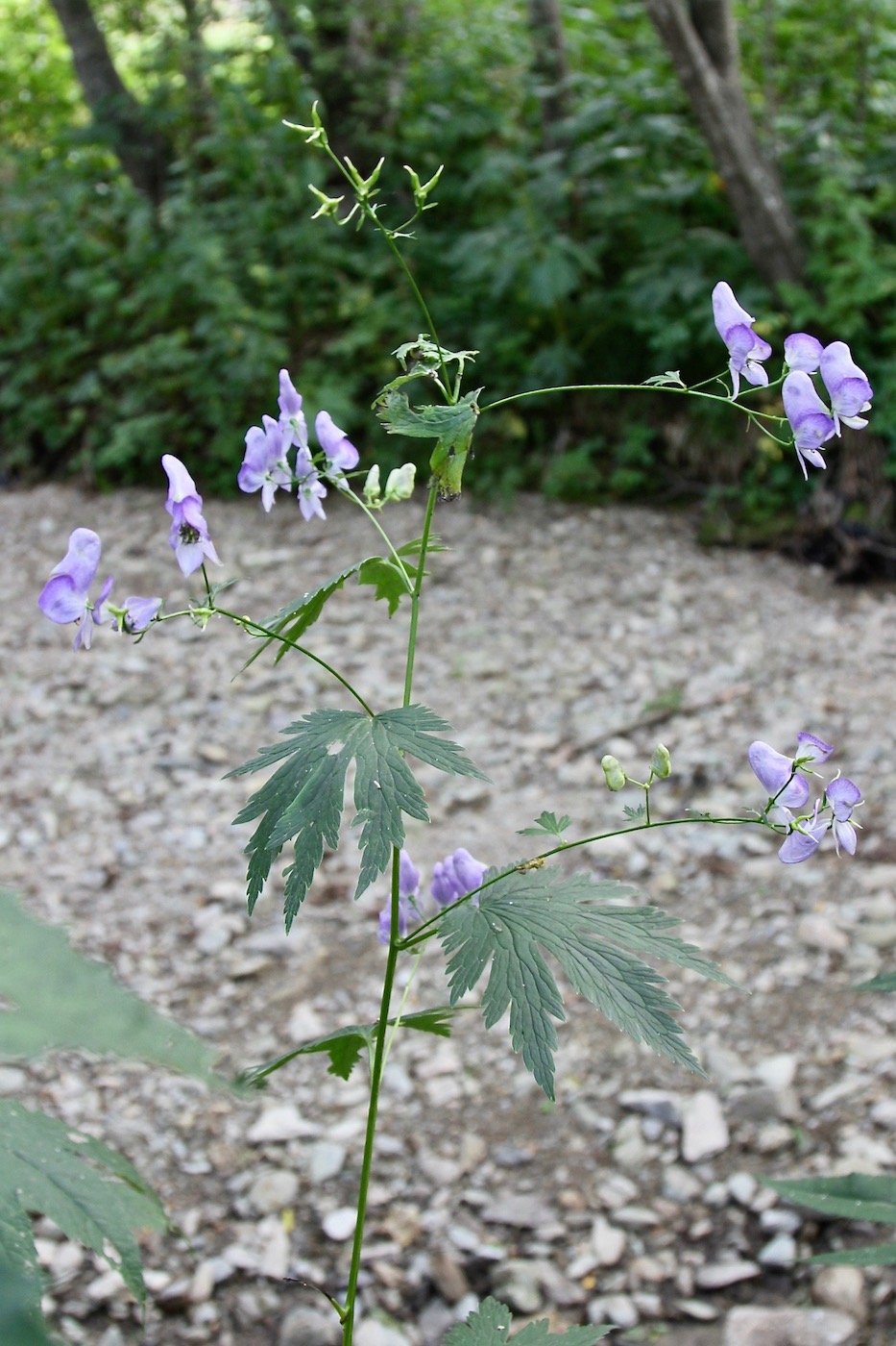 Изображение особи Aconitum neosachalinense.