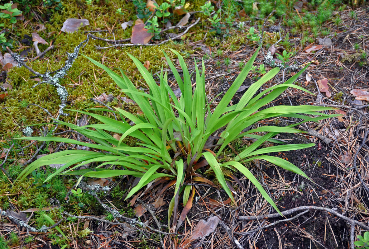 Image of Luzula pilosa specimen.