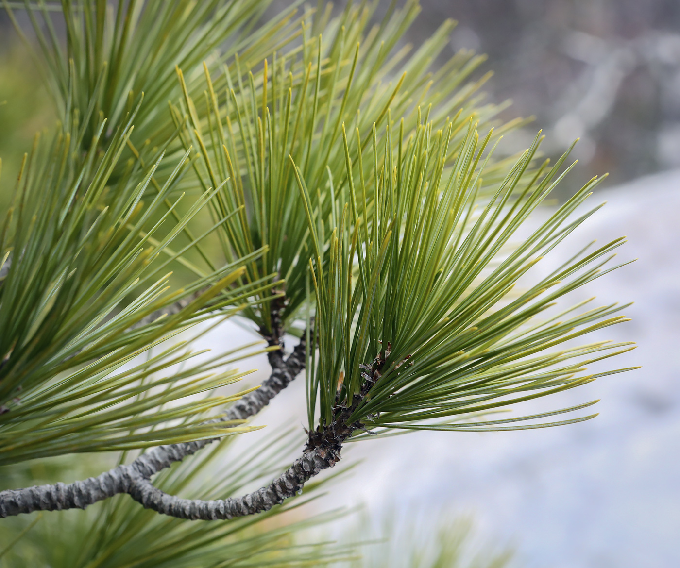 Изображение особи Pinus sibirica.