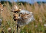 Cirsium vulgare. Соплодия. Московская обл., окр. г. Железнодорожный, долина р. Чёрная, залежь. 06.09.2020.