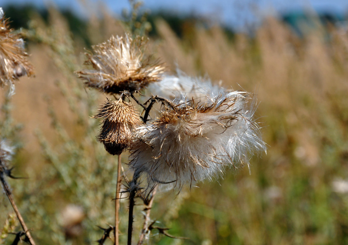 Изображение особи Cirsium vulgare.