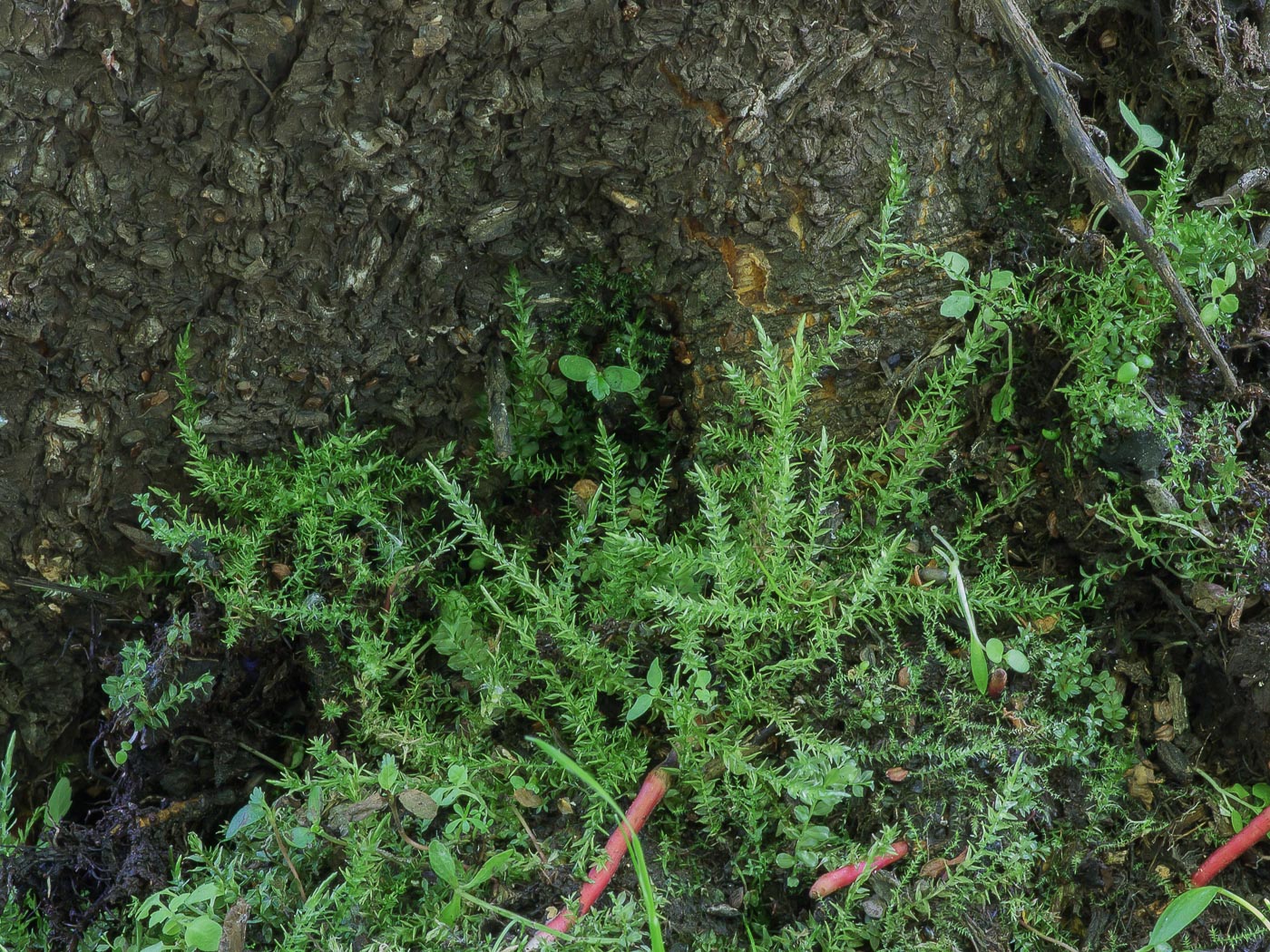 Изображение особи Calliergon cordifolium.