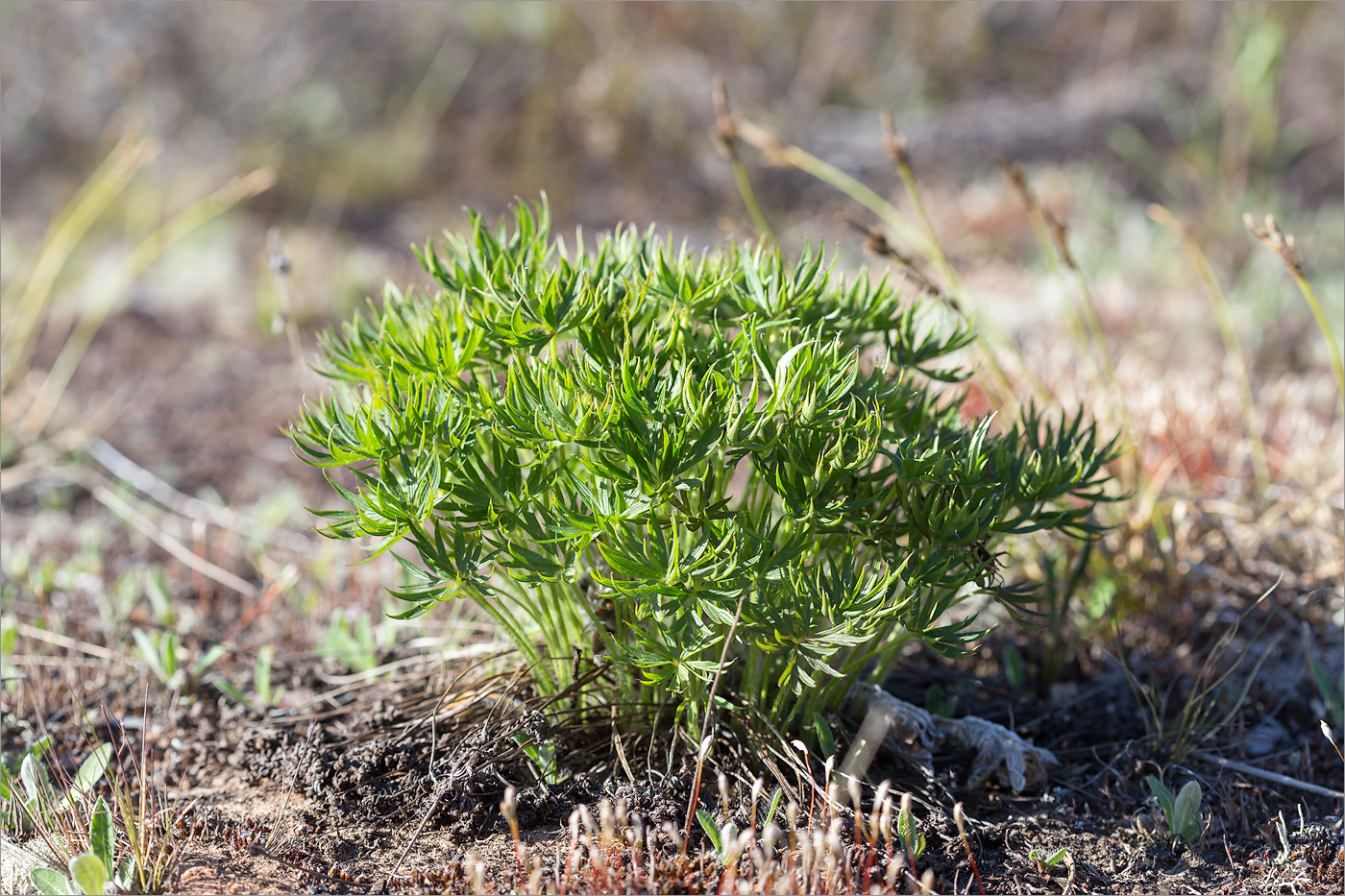 Image of Pulsatilla patens specimen.