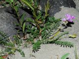 Oxytropis teres