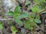 genus Origanum