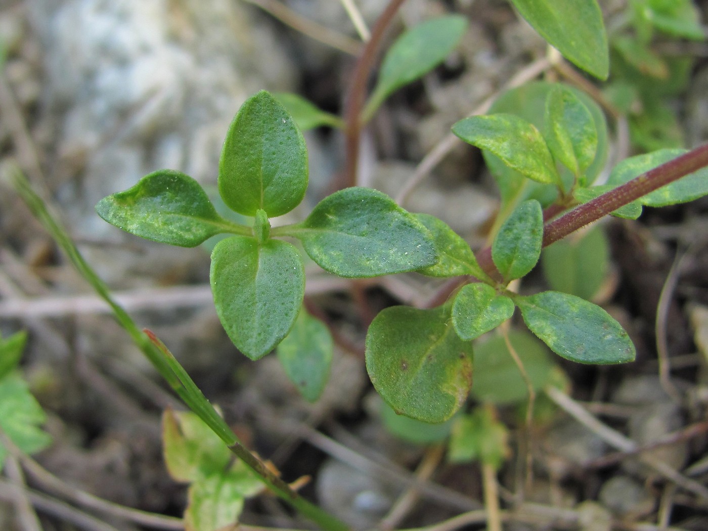 Image of genus Origanum specimen.