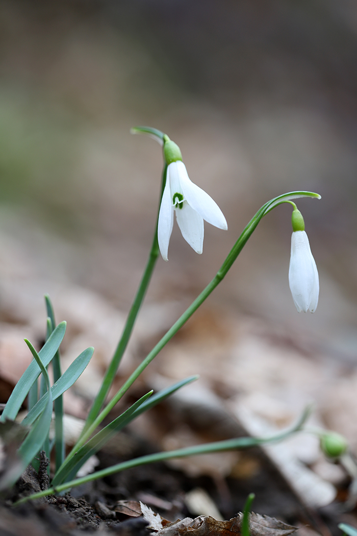Image of Galanthus alpinus specimen.
