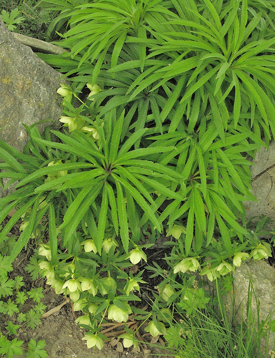 Image of Helleborus multifidus specimen.