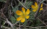 Eranthis longistipitata