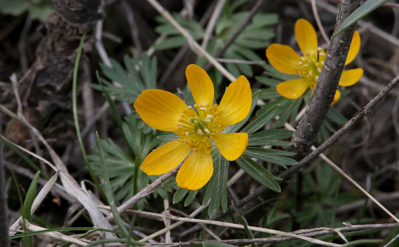 Image of Eranthis longistipitata specimen.