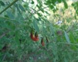 Colutea orientalis
