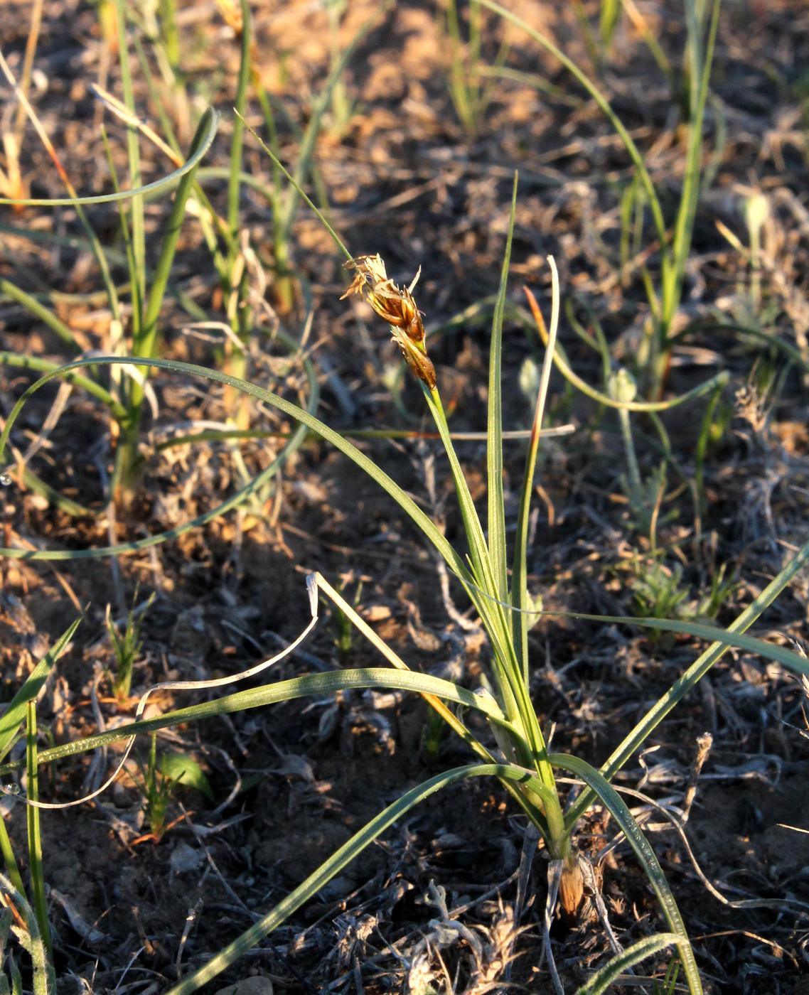 Изображение особи Carex physodes.