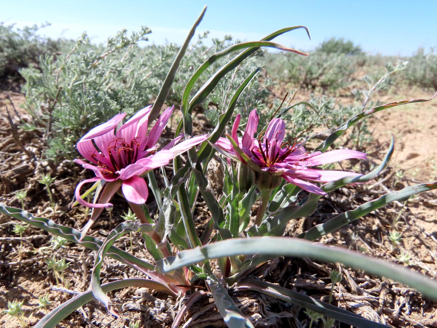 Image of Tragopogon ruber specimen.