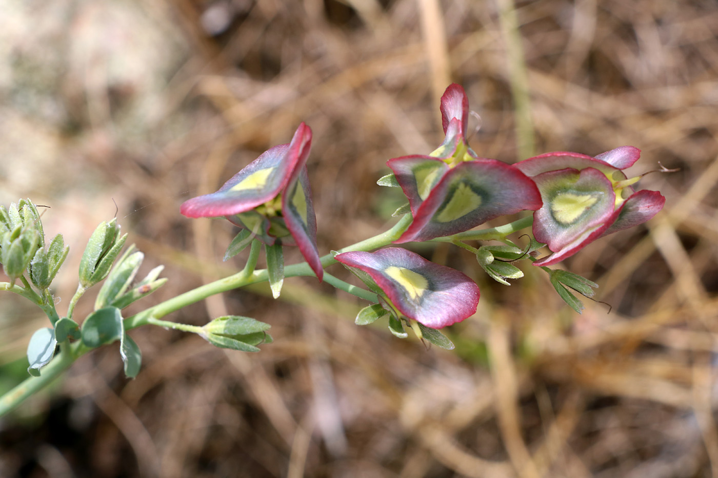 Изображение особи Rindera tetraspis.