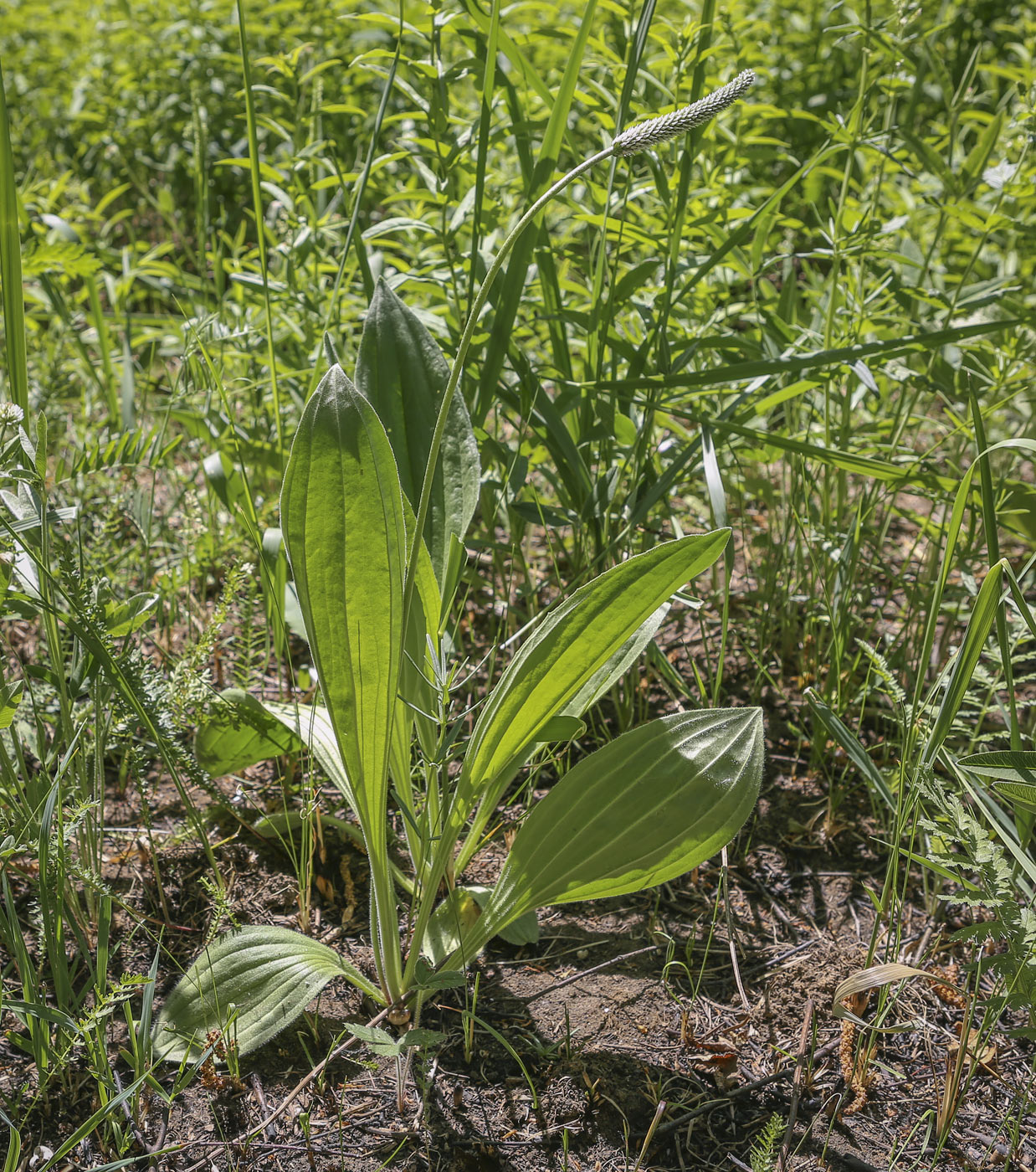 Изображение особи Plantago urvillei.