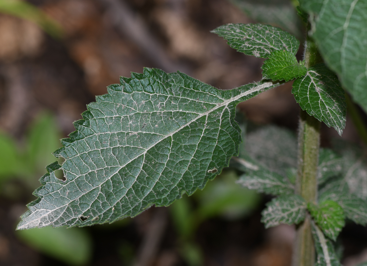 Изображение особи Stachytarpheta cayennensis.