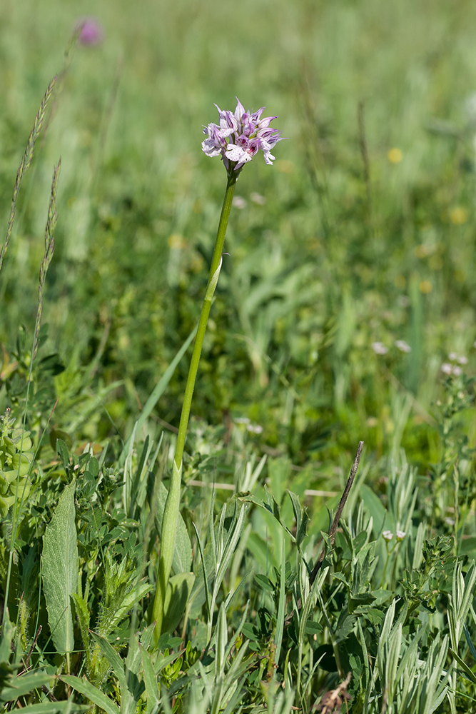 Изображение особи Neotinea tridentata.