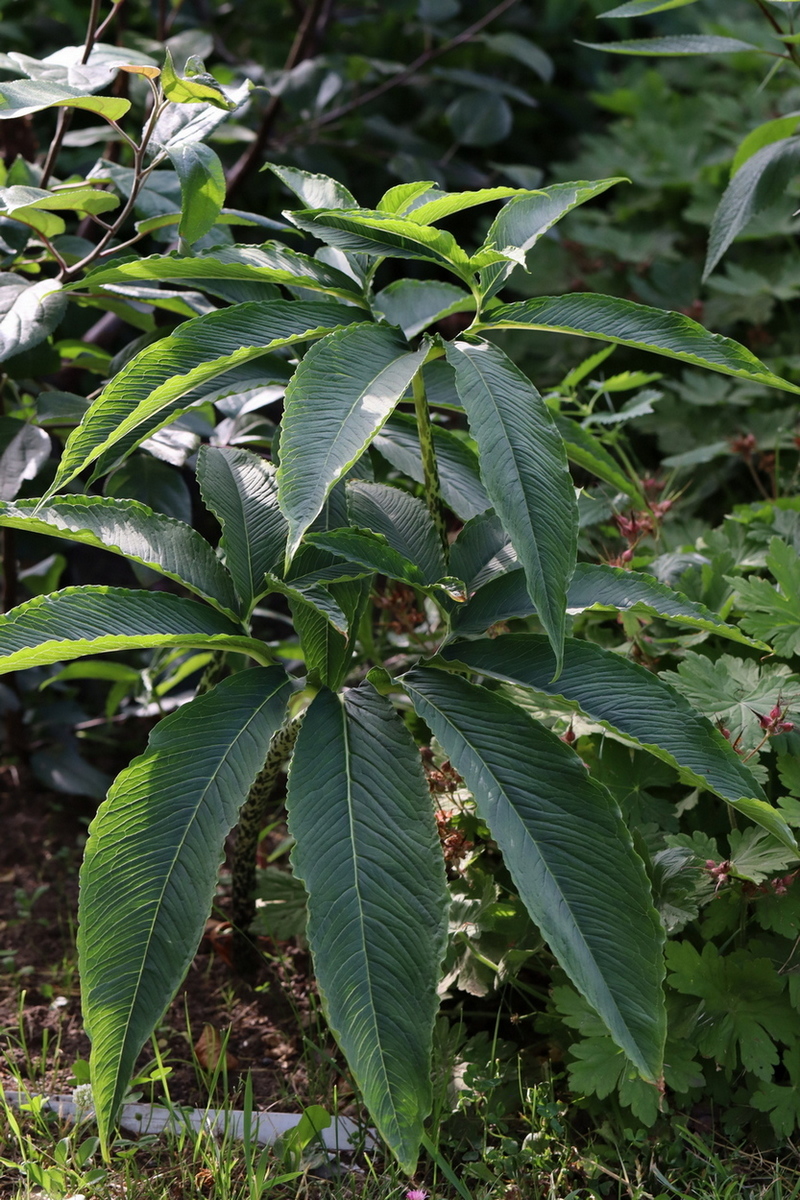 Image of Sauromatum venosum specimen.