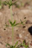 Galium vaillantii