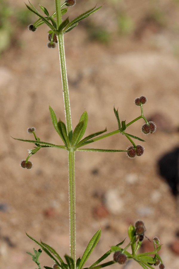 Изображение особи Galium vaillantii.