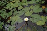 Nymphaea tetragona