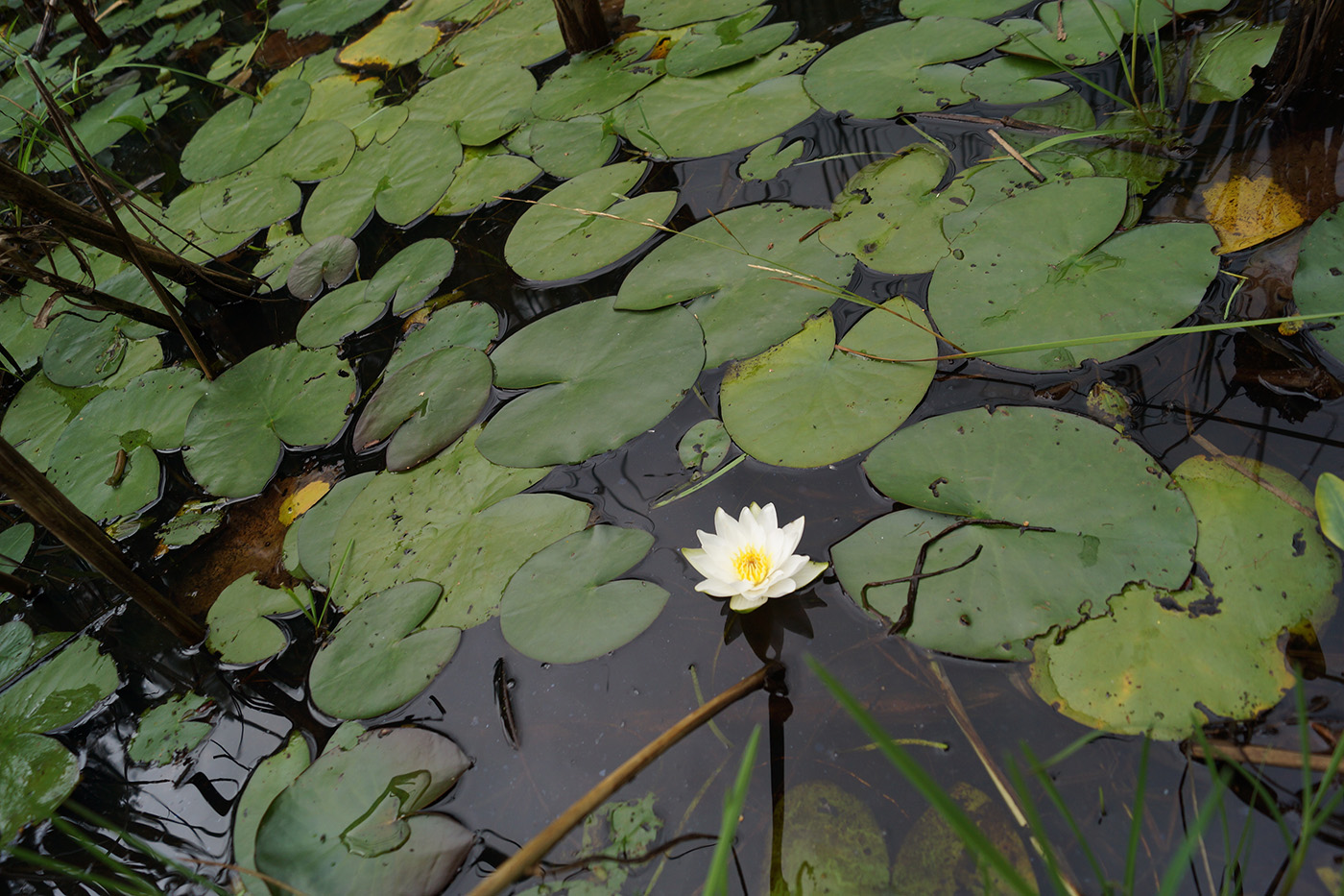 Изображение особи Nymphaea tetragona.