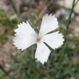 Dianthus cretaceus