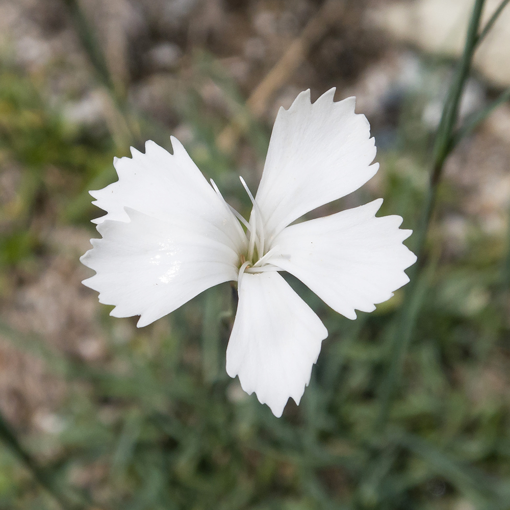 Image of Dianthus cretaceus specimen.