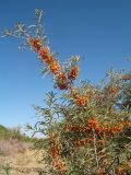 Hippophae rhamnoides