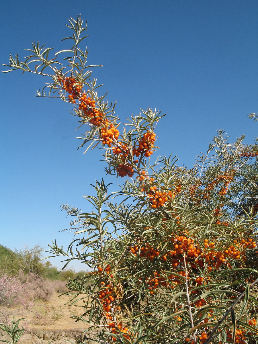 Image of Hippophae rhamnoides specimen.