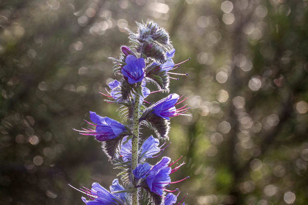 Изображение особи Echium vulgare.