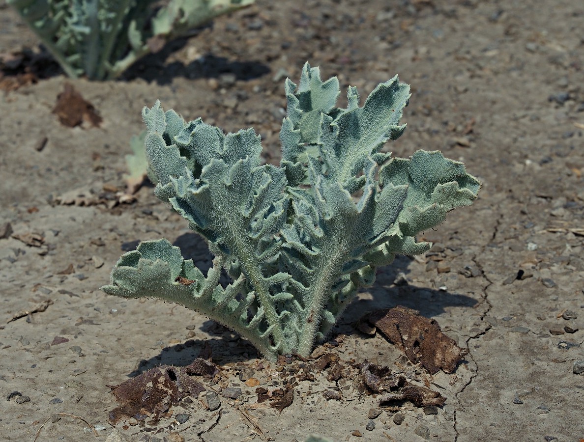 Image of Glaucium flavum specimen.