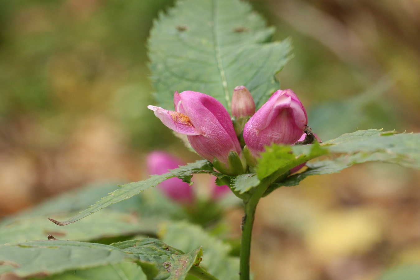 Изображение особи Chelone obliqua.