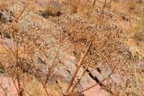 Ferula penninervis