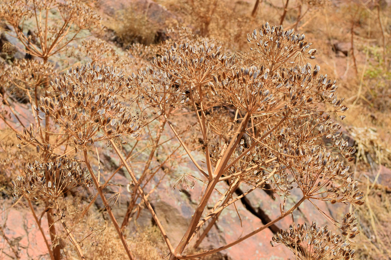 Image of Ferula penninervis specimen.