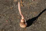 Amorphophallus konjac