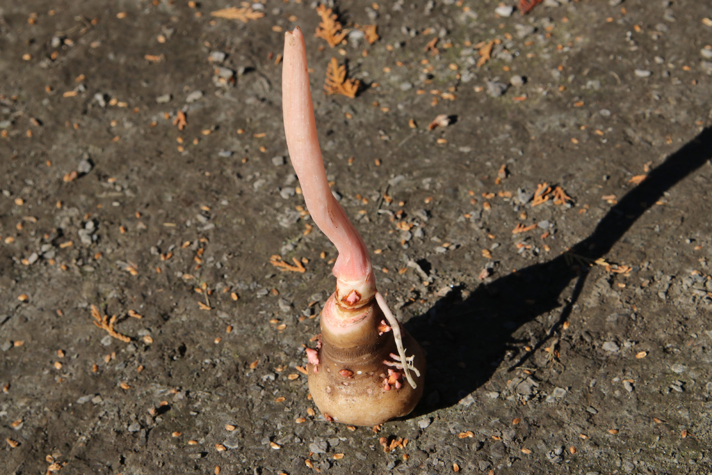 Image of Amorphophallus konjac specimen.