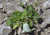 Campanula dolomitica. Цветущeе растениe. Республика Северная Осетия-Алания, Алагирский р-н, Большой Кавказ, Скалистый хребет, южный склон в р-не Ходского перевала, ≈ 2540 м н.у.м., каменистая обочина дороги. 01.07.2021.