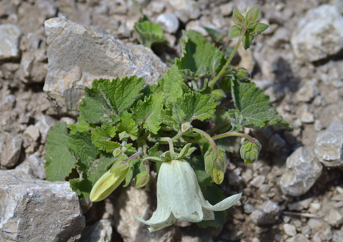 Image of Campanula dolomitica specimen.