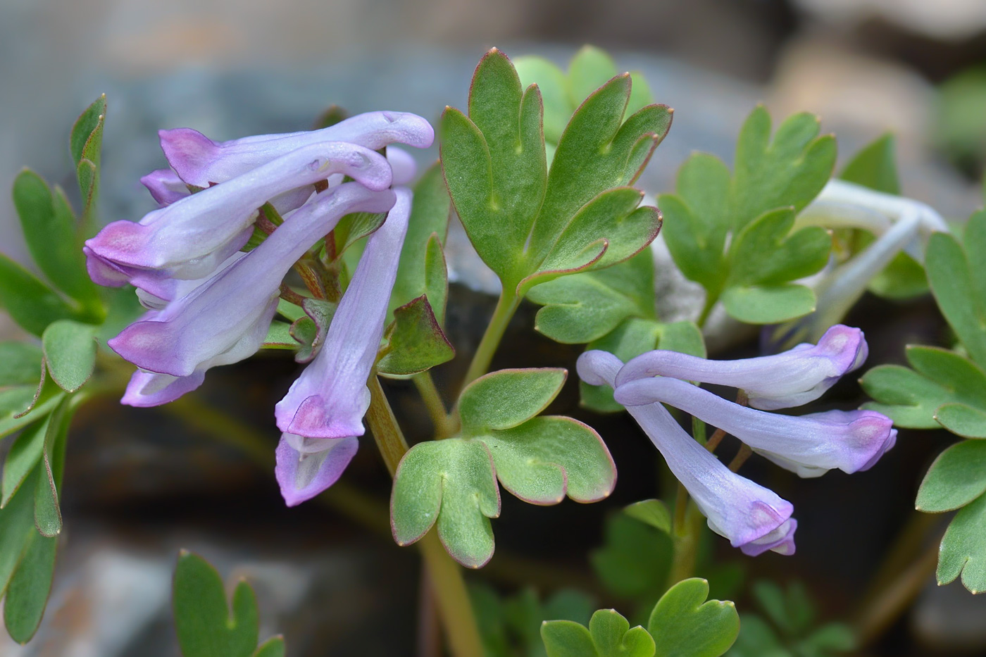 Image of Corydalis alpestris specimen.