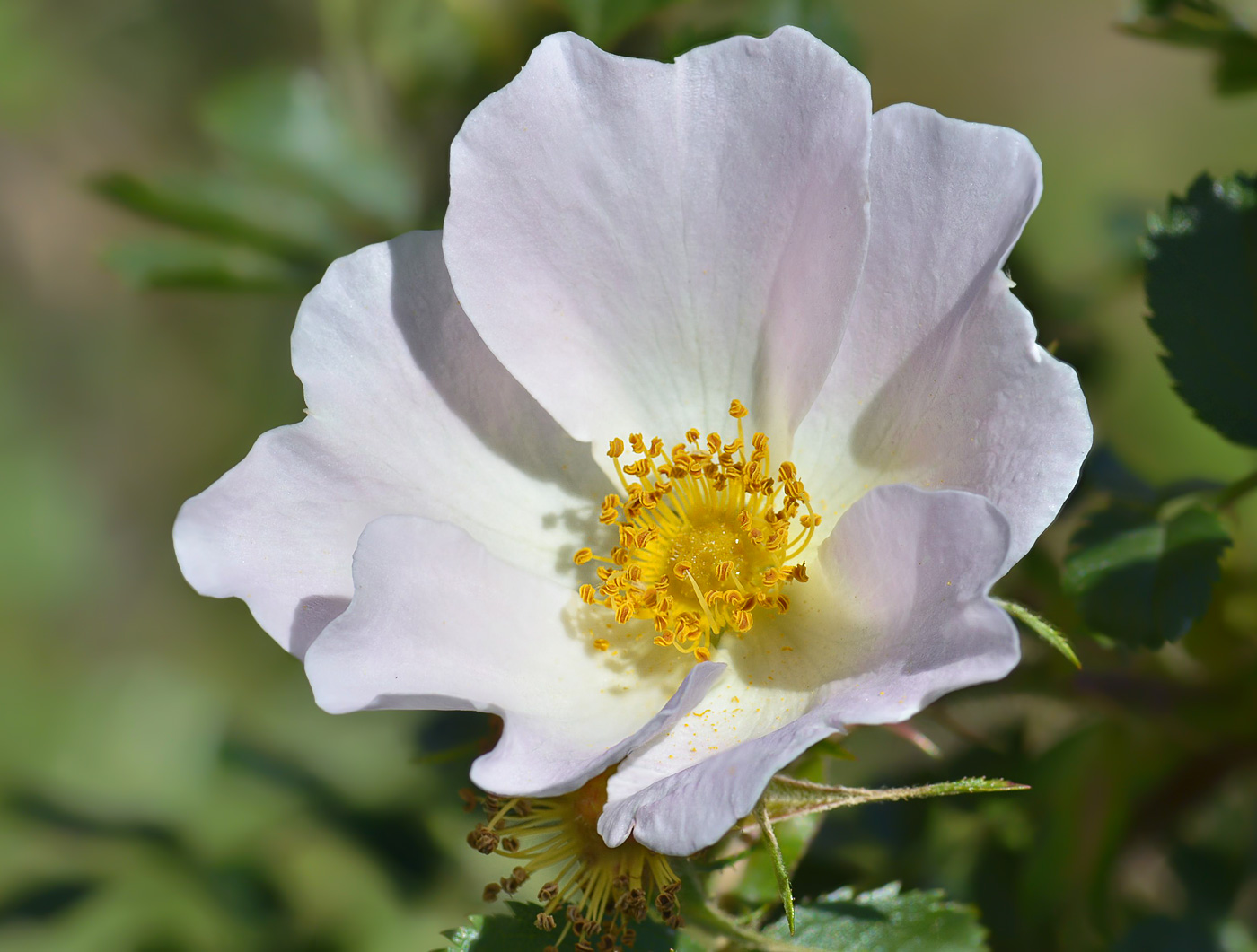 Изображение особи Rosa buschiana.