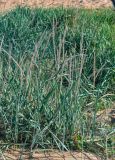 Leymus racemosus подвид sabulosus. Растения с прошлогодними сухими соплодиями. Крым, Караларский природный парк, бухта Морской Пехоты, песчаный пляж. 06.05.2021.