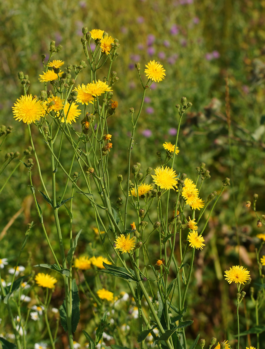 Image of Sonchus arvensis ssp. uliginosus specimen.