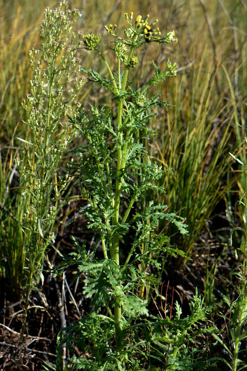 Image of Senecio sylvaticus specimen.